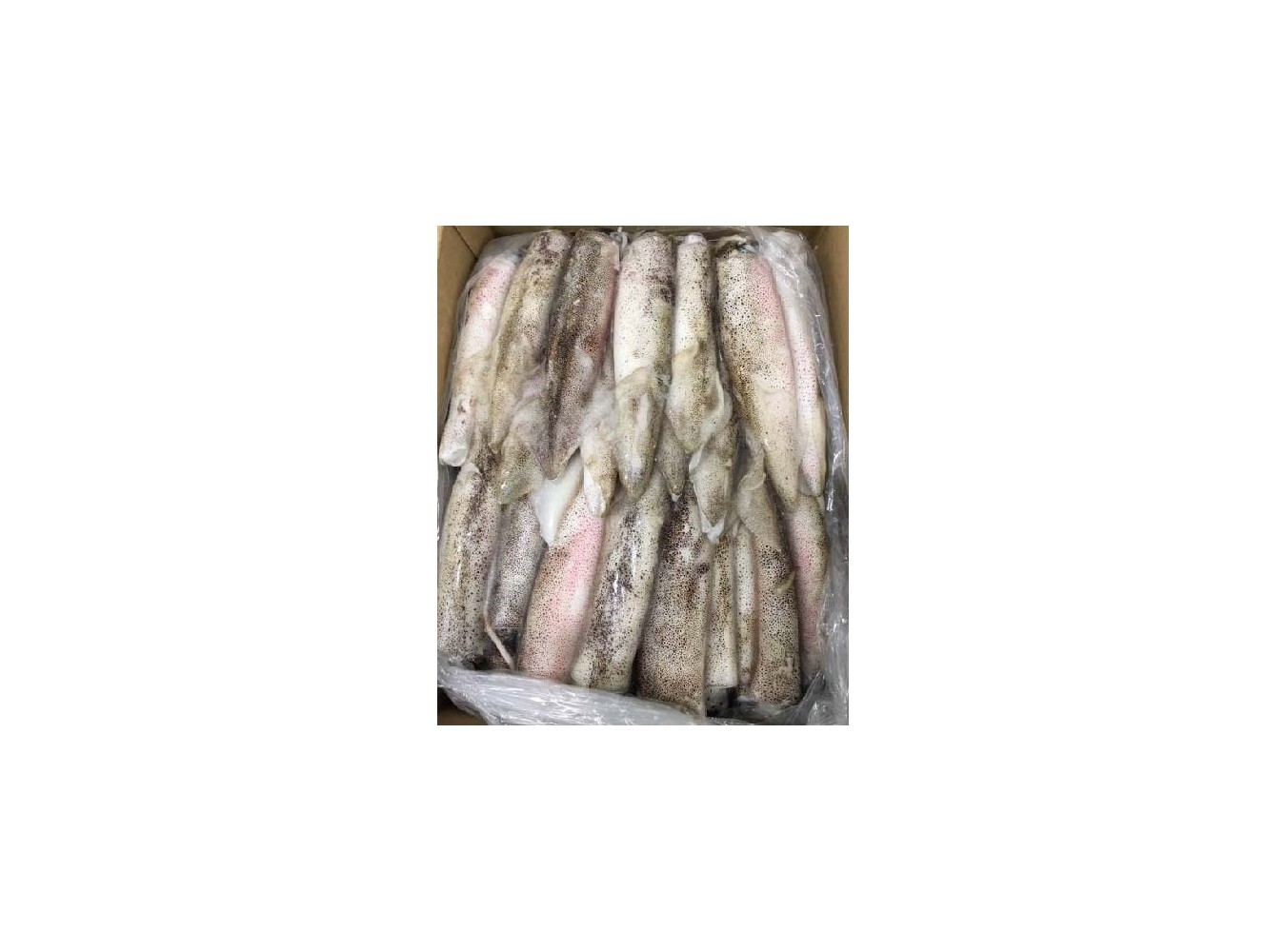 CALAMARI SPORCHI C4L 12/15 CM KG.5